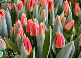 Tulipa Beauty Flight (2)